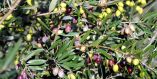 &Tau;&omicron; &beta;&alpha;&kappa;&tau;ή&rho;&iota;&omicron; &laquo;Xylella fastidiosa&raquo; &alpha;&pi;&epsilon;&iota;&lambda;&epsilon;ί &alpha;&mu;&pi;έ&lambda;&iota;&alpha; &kappa;&alpha;&iota; &epsilon;&lambda;&iota;έ&sigmaf;
