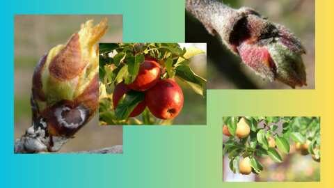 &Tau;&iota; &nu;&alpha; &psi;&epsilon;&kappa;ά&sigma;&epsilon;&tau;&epsilon; &gamma;&iota;&alpha; &tau;&eta;&nu; &alpha;&nu;&tau;&iota;&mu;&epsilon;&tau;ώ&pi;&iota;&sigma;&eta; &tau;&omicron;&upsilon; &Sigma;&Alpha;&Nu; &Zeta;&Omicron;&Zeta;&Epsilon; &kappa;&alpha;&iota; &Phi;&omicron;&upsilon;&zeta;&iota;&kappa;&lambda;ά&delta;&iota;&omicron; &sigma;&epsilon; &Mu;&eta;&lambda;&iota;ά &kappa;&alpha;&iota; &Alpha;&chi;&lambda;&alpha;&delta;&iota;ά