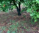 &Omicron; &Gamma;&iota;ώ&rho;&gamma;&omicron;&sigmaf; &Kappa;&alpha;&rho;&alpha;&sigma;&mu;ά&nu;&eta;&sigmaf; &kappa;&omicron;&nu;&tau;ά &sigma;&tau;&omicron;&upsilon;&sigmaf; &chi;&alpha;&lambda;&alpha;&zeta;ό&pi;&lambda;&eta;&kappa;&tau;&omicron;&upsilon;&sigmaf; &pi;&alpha;&rho;&alpha;&gamma;&omega;&gamma;&omicron;ύ&sigmaf; &tau;&omega;&nu; &Alpha;&theta;ύ&rho;&omega;&nu;