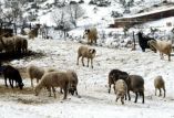 &Chi;&omega;&rho;ί&sigmaf; de minimis &gamma;&iota;&alpha; &tau;&eta;&nu; &kappa;&alpha;&kappa;&omicron;&kappa;&alpha;&iota;&rho;ί&alpha; &tau;&omicron;&upsilon; 2016 &omicron;&iota; &kappa;&tau;&eta;&nu;&omicron;&tau;&rho;ό&phi;&omicron;&iota;