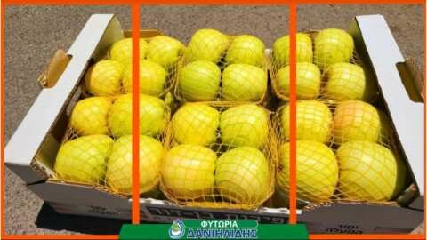 &Nu;έ&alpha; &Pi;&omicron;&iota;&kappa;&iota;&lambda;ί&alpha; &Mu;ή&lambda;&omicron;&upsilon; &alpha;&nu;&theta;&epsilon;&kappa;&tau;&iota;&kappa;ή &sigma;&tau;&eta;&nu; &kappa;&lambda;&iota;&mu;&alpha;&tau;&iota;&kappa;ή &alpha;&lambda;&lambda;&alpha;&gamma;ή | JuneGold