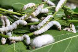 &Epsilon;&lambda;&pi;&iota;&delta;&omicron;&phi;ό&rho;&epsilon;&sigmaf; &omicron;&iota; &pi;&rho;&omicron;&omicron;&pi;&tau;&iota;&kappa;έ&sigmaf; &gamma;&iota;&alpha; &tau;&eta;&nu; &epsilon;&pi;&alpha;&nu;ά&kappa;&alpha;&mu;&psi;&eta; &tau;&eta;&sigmaf; &sigma;&eta;&rho;&omicron;&tau;&rho;&omicron;&phi;ί&alpha;&sigmaf; &sigma;&tau;&eta;&nu; &Pi;&epsilon;&rho;&iota;&phi;έ&rho;&epsilon;&iota;&alpha; &Pi;&epsilon;&lambda;&omicron;&pi;&omicron;&nu;&nu;ή&sigma;&omicron;&upsilon;