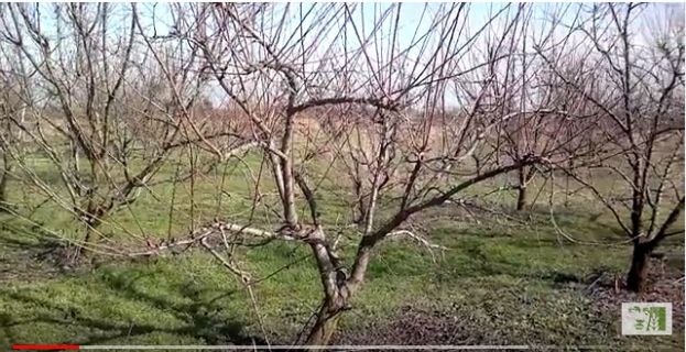 &Kappa;&lambda;ά&delta;&epsilon;&mu;&alpha; &epsilon;&nu;ή&lambda;&iota;&kappa;&omicron;&upsilon; &delta;έ&nu;&delta;&rho;&omicron;&upsilon; &delta;&alpha;&mu;&alpha;&sigma;&kappa;&eta;&nu;&iota;ά&sigmaf; (&Beta;ί&nu;&tau;&epsilon;&omicron;)
