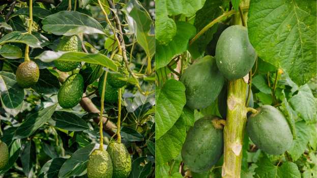 &Kappa;&rho;ή&tau;&eta;: &Zeta;&eta;&mu;&iota;έ&sigmaf; &sigma;&epsilon; &kappa;&alpha;&lambda;&lambda;&iota;έ&rho;&gamma;&epsilon;&iota;&epsilon;&sigmaf; &alpha;&pi;ό &alpha;&nu;&epsilon;&mu;&omicron;&theta;ύ&epsilon;&lambda;&lambda;&alpha; &sigma;&tau;&omicron;&nu; &delta;ή&mu;&omicron; &Pi;&lambda;&alpha;&tau;&alpha;&nu;&iota;ά