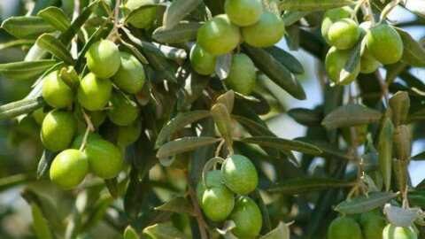 &Pi;&omicron;&iota;&kappa;&iota;&lambda;ί&alpha; &Epsilon;&lambda;&iota;ά&sigmaf; Gemlik: &Alpha;&upsilon;&theta;&epsilon;&nu;&tau;&iota;&kappa;ή &Gamma;&epsilon;ύ&sigma;&eta; &kappa;&alpha;&iota; &Upsilon;&psi;&eta;&lambda;ή &Alpha;&pi;ό&delta;&omicron;&sigma;&eta; -  &Phi;&upsilon;&tau;ώ&rho;&iota;&alpha; &Delta;&alpha;&nu;&iota;&eta;&lambda;ί&delta;&eta;&sigmaf;