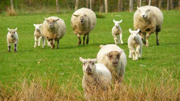 &Upsilon;&Pi;&Alpha;&Alpha;&Tau;: &Epsilon;&upsilon;&rho;&omega;&pi;&alpha;ϊ&kappa;ή &sigma;&upsilon;&nu;&delta;&rho;&omicron;&mu;ή &pi;&rho;&omicron;&sigmaf; &tau;&eta;&nu; &Epsilon;&lambda;&lambda;ά&delta;&alpha; &mu;έ&sigma;&omega; &tau;&omicron;&upsilon; &Epsilon;&upsilon;&rho;&omega;&pi;&alpha;ϊ&kappa;&omicron;ύ &Mu;&eta;&chi;&alpha;&nu;&iota;&sigma;&mu;&omicron;ύ &Pi;&omicron;&lambda;&iota;&tau;&iota;&kappa;ή&sigmaf; &Pi;&rho;&omicron;&sigma;&tau;&alpha;&sigma;ί&alpha;&sigmaf; &gamma;&iota;&alpha; &tau;&eta;&nu; &alpha;&nu;&tau;&iota;&mu;&epsilon;&tau;ώ&pi;&iota;&sigma;&eta; &tau;&omicron;&upsilon; &alpha;&phi;&theta;ώ&delta;&omicron;&upsilon;&sigmaf; &pi;&upsilon;&rho;&epsilon;&tau;&omicron;ύ