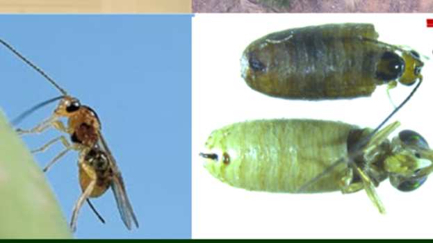 &Iota;&Tau;&Epsilon;: &Beta;&iota;&omicron;&lambda;&omicron;&gamma;&iota;&kappa;έ&sigmaf; &kappa;&alpha;&iota; &beta;&iota;&omicron;&tau;&epsilon;&chi;&nu;&omicron;&lambda;&omicron;&gamma;&iota;&kappa;έ&sigmaf; &mu;έ&theta;&omicron;&delta;&omicron;&iota; &kappa;&alpha;&tau;&alpha;&pi;&omicron;&lambda;έ&mu;&eta;&sigma;&eta;&sigmaf; &tau;&omicron;&upsilon; &delta;ά&kappa;&omicron;&upsilon; &tau;&eta;&sigmaf; &epsilon;&lambda;&iota;ά&sigmaf;