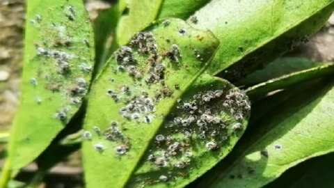 &Epsilon;&sigma;&pi;&epsilon;&rho;&iota;&delta;&omicron;&epsilon;&iota;&delta;ή: &Epsilon;&lambda;&pi;ί&delta;&epsilon;&sigmaf; &gamma;&iota;&alpha; &tau;&eta;&nu; &kappa;&alpha;&tau;&alpha;&pi;&omicron;&lambda;έ&mu;&eta;&sigma;&eta; &tau;&omicron;&upsilon; &mu;&alpha;ύ&rho;&omicron;&upsilon; &alpha;&lambda;&epsilon;&upsilon;&rho;ώ&delta;&omicron;&upsilon;&sigmaf;