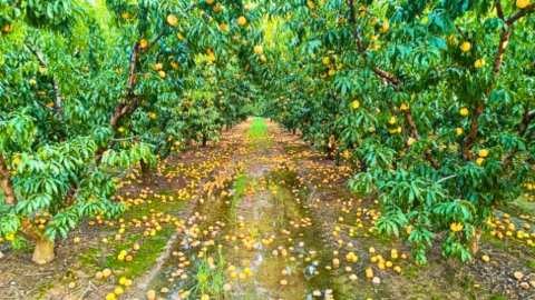 &Beta;&rho;&omicron;&chi;&omicron;&pi;&tau;ώ&sigma;&epsilon;&iota;&sigmaf; 2024: &Alpha;&nu;&delta;&rho;&iota;&alpha;&nu;ό&sigmaf; &sigma;&epsilon; &Kappa;&omicron;&tau;ί&delta;&eta;: &Epsilon;&kappa;&tau;ό&sigmaf; &kappa;&alpha;&nu;&omicron;&nu;&iota;&sigma;&mu;&omicron;ύ &omicron;&iota; &zeta;&eta;&mu;&iota;έ&sigmaf; - Έ&rho;&chi;&epsilon;&tau;&alpha;&iota; &alpha;&nu;&alpha;&theta;&epsilon;ώ&rho;&eta;&sigma;&eta; &tau;&omicron;&upsilon; &pi;&lambda;&alpha;&iota;&sigma;ί&omicron;&upsilon; &tau;&omicron;&upsilon; &Epsilon;&Lambda;&Gamma;&Alpha; (&Beta;ί&nu;&tau;&epsilon;&omicron;)