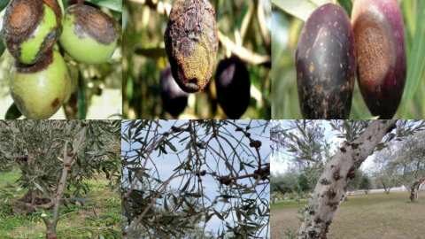 &Omicron;&delta;&eta;&gamma;ί&epsilon;&sigmaf; &alpha;&nu;&tau;&iota;&mu;&epsilon;&tau;ώ&pi;&iota;&sigma;&eta;&sigmaf; &alpha;&sigma;&theta;&epsilon;&nu;&epsilon;&iota;ώ&nu; &sigma;&tau;&eta;&nu; &epsilon;&lambda;&alpha;&iota;&omicron;&kappa;&alpha;&lambda;&lambda;&iota;έ&rho;&gamma;&epsilon;&iota;&alpha;