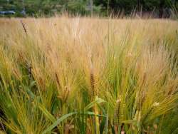 &Sigma;&tau;&eta;&nu; &Omicron;&upsilon;&kappa;&rho;&alpha;&nu;ί&alpha; &omicron;&iota; &alpha;&gamma;&rho;ό&tau;&epsilon;&sigmaf; &sigma;&chi;&epsilon;&delta;ό&nu; &omicron;&lambda;&omicron;&kappa;&lambda;ή&rho;&omega;&sigma;&alpha;&nu; &tau;&eta;&nu; &epsilon;&alpha;&rho;&iota;&nu;ή &sigma;&pi;&omicron;&rho;ά