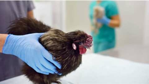 E&nu;&eta;&mu;έ&rho;&omega;&sigma;&eta; &gamma;&iota;&alpha; &tau;&eta; &gamma;&rho;ί&pi;&eta; &tau;&omega;&nu; &pi;&tau;&eta;&nu;ώ&nu; &alpha;&pi;ό &tau;&eta;&nu; &Delta;&iota;&epsilon;ύ&theta;&upsilon;&nu;&sigma;&eta; &Kappa;&tau;&eta;&nu;&iota;&alpha;&tau;&rho;&iota;&kappa;ή&sigmaf; &Pi;&epsilon;&rho;&iota;&phi;έ&rho;&epsilon;&iota;&alpha;&sigmaf; &Kappa;. &Mu;&alpha;&kappa;&epsilon;&delta;&omicron;&nu;ί&alpha;&sigmaf;