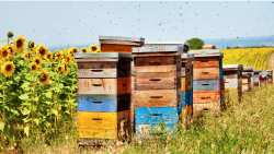 &Alpha;&rho;&iota;&theta;&mu;&omicron;ί &kappa;&upsilon;&psi;&epsilon;&lambda;ώ&nu; &sigma;&tau;&eta;&nu; &Epsilon;&Epsilon;: &Eta; &rho;&alpha;&chi;&omicron;&kappa;&omicron;&kappa;&alpha;&lambda;&iota;ά &tau;&eta;&sigmaf; &gamma;&epsilon;&omega;&rho;&gamma;ί&alpha;&sigmaf;