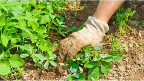 &Tau;&alpha; &kappa;&omicron;&iota;&nu;ά &zeta;&iota;&zeta;ά&nu;&iota;&alpha; &pi;&omicron;&upsilon; &mu;&pi;&omicron;&rho;&omicron;ύ&nu; &nu;&alpha; &Chi;&rho;&eta;&sigma;&iota;&mu;&omicron;&pi;&omicron;&iota;&eta;&theta;&omicron;ύ&nu; &sigma;&alpha;&nu; &Epsilon;&upsilon;&epsilon;&rho;&gamma;&epsilon;&tau;&iota;&kappa;ά &Beta;ό&tau;&alpha;&nu;&alpha; | &Alpha;&gamma;&rho;&omicron;&tau;&iota;&kappa;ά &nu;έ&alpha; &kappa;&alpha;&iota; &epsilon;&iota;&delta;ή&sigma;&epsilon;&iota;&sigmaf; imathiotikigi.gr