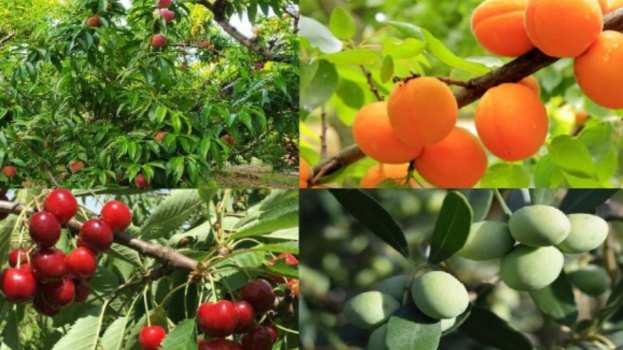 &Delta;&epsilon;&nu;&delta;&rho;&omicron;&kappa;&alpha;&lambda;&lambda;&iota;έ&rho;&gamma;&epsilon;&iota;&alpha; : &Omicron; &sigma;&upsilon;&nu;&delta;&upsilon;&alpha;&sigma;&mu;ό&sigmaf; &delta;&iota;&alpha;&phi;&upsilon;&lambda;&lambda;&iota;&kappa;ώ&nu; &pi;&omicron;&upsilon; &alpha;&nu; &epsilon;&phi;&alpha;&rho;&mu;ό&sigma;&epsilon;&tau;&epsilon; &theta;&alpha; &delta;&epsilon;ί&tau;&epsilon; &epsilon;&kappa;&pi;&lambda;&eta;&kappa;&tau;&iota;&kappa;ά &alpha;&pi;&omicron;&tau;&epsilon;&lambda;έ&sigma;&mu;&alpha;&tau;&alpha;