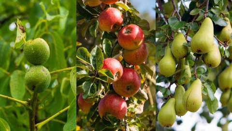 &Gamma;&epsilon;&omega;&rho;&gamma;&iota;&kappa;έ&sigmaf; &pi;&rho;&omicron;&epsilon;&iota;&delta;&omicron;&pi;&omicron;&iota;ή&sigma;&epsilon;&iota;&sigmaf; &gamma;&iota;&alpha; &tau;&eta; &Mu;&eta;&lambda;&iota;ά, &Alpha;&chi;&lambda;&alpha;&delta;&iota;ά &kappa;&alpha;&iota; &Kappa;&alpha;&rho;&upsilon;&delta;&iota;ά