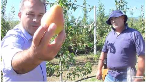 &Mu;&epsilon;&gamma;ά&lambda;&omicron; &kappa;έ&rho;&delta;&omicron;&sigmaf; &upsilon;&pi;ό&sigma;&chi;&epsilon;&tau;&alpha;&iota; &eta; &nu;έ&alpha; &pi;&omicron;&iota;&kappa;&iota;&lambda;ί&alpha; &alpha;&chi;&lambda;&alpha;&delta;&iota;&omicron;ύ - &Pi;&rho;ώ&tau;&eta; &sigma;&upsilon;&gamma;&kappa;&omicron;&mu;&iota;&delta;ή &sigma;&tau;&eta;&nu; &Eta;&mu;&alpha;&theta;ί&alpha; (&Beta;ί&nu;&tau;&epsilon;&omicron;)