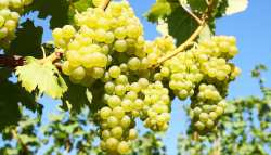 &Sigma;&tau;&alpha;&phi;ύ&lambda;&iota;&alpha;: &Sigma;&tau;&omicron; -14% &eta; &sigma;&upsilon;&gamma;&kappa;&omicron;&mu;&iota;&delta;ή &gamma;&iota;&alpha; &tau;&eta;&nu; &Iota;&tau;&alpha;&lambda;ί&alpha;, &sigma;&tau;&omicron; -12% &gamma;&iota;&alpha; &tau;&eta;&nu; &Iota;&sigma;&pi;&alpha;&nu;ί&alpha; &tau;&omicron; 2023