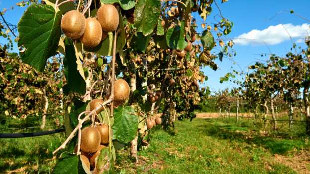 &Alpha;&kappa;&tau;&iota;&nu;ί&delta;&iota;&alpha;: &Iota;&sigma;&chi;&upsilon;&rho;ή &pi;&alpha;&rho;&omicron;&upsilon;&sigma;ί&alpha; &tau;&omicron;&upsilon; &beta;&alpha;&kappa;&tau;&eta;&rho;ί&omicron;&upsilon; PSA - &Omicron;&iota; &alpha;&iota;&tau;ί&epsilon;&sigmaf; &epsilon;&xi;ά&pi;&lambda;&omega;&sigma;&eta;&sigmaf; &kappa;&alpha;&iota; &omicron;&iota; &pi;&omicron;&iota;&kappa;&iota;&lambda;ί&epsilon;&sigmaf; &pi;&omicron;&upsilon; &pi;&rho;&omicron;&sigma;&beta;ά&lambda;&epsilon;&iota; &pi;&epsilon;&rho;&iota;&sigma;&sigma;ό&tau;&epsilon;&rho;&omicron; &tau;&eta; &phi;&epsilon;&tau;&iota;&nu;ή &pi;&alpha;&rho;&alpha;&gamma;&omega;&gamma;&iota;&kappa;ή &sigma;&epsilon;&zeta;ό&nu; &sigma;&tau;&eta; &Chi;&iota;&lambda;ή