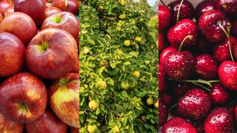 &Gamma;&iota;ώ&rho;&gamma;&omicron;&sigmaf; &Kappa;&alpha;&rho;&alpha;&sigma;&mu;ά&nu;&eta;&sigmaf;:  &Alpha;&pi;&omicron;&zeta;&eta;&mu;&iota;ώ&nu;&omicron;&nu;&tau;&alpha;&iota; &tau;&alpha; &kappa;&epsilon;&rho;ά&sigma;&iota;&alpha;, &kappa;&upsilon;&delta;ώ&nu;&iota;&alpha; &kappa;&alpha;&iota; &mu;ή&lambda;&alpha; &alpha;&pi;ό &tau;&omicron; &pi;&rho;ό&gamma;&rho;&alpha;&mu;&mu;&alpha; ad hoc &Kappa;&rho;&alpha;&tau;&iota;&kappa;ώ&nu; &Epsilon;&nu;&iota;&sigma;&chi;ύ&sigma;&epsilon;&omega;&nu;