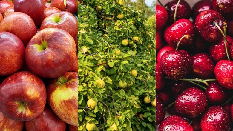 &Gamma;&iota;ώ&rho;&gamma;&omicron;&sigmaf; &Kappa;&alpha;&rho;&alpha;&sigma;&mu;ά&nu;&eta;&sigmaf;:  &Alpha;&pi;&omicron;&zeta;&eta;&mu;&iota;ώ&nu;&omicron;&nu;&tau;&alpha;&iota; &tau;&alpha; &kappa;&epsilon;&rho;ά&sigma;&iota;&alpha;, &kappa;&upsilon;&delta;ώ&nu;&iota;&alpha; &kappa;&alpha;&iota; &mu;ή&lambda;&alpha; &alpha;&pi;ό &tau;&omicron; &pi;&rho;ό&gamma;&rho;&alpha;&mu;&mu;&alpha; ad hoc &Kappa;&rho;&alpha;&tau;&iota;&kappa;ώ&nu; &Epsilon;&nu;&iota;&sigma;&chi;ύ&sigma;&epsilon;&omega;&nu;