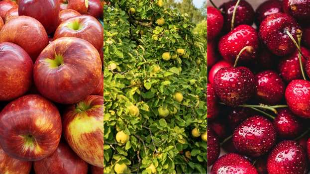 &Gamma;&iota;ώ&rho;&gamma;&omicron;&sigmaf; &Kappa;&alpha;&rho;&alpha;&sigma;&mu;ά&nu;&eta;&sigmaf;:  &Alpha;&pi;&omicron;&zeta;&eta;&mu;&iota;ώ&nu;&omicron;&nu;&tau;&alpha;&iota; &tau;&alpha; &kappa;&epsilon;&rho;ά&sigma;&iota;&alpha;, &kappa;&upsilon;&delta;ώ&nu;&iota;&alpha; &kappa;&alpha;&iota; &mu;ή&lambda;&alpha; &alpha;&pi;ό &tau;&omicron; &pi;&rho;ό&gamma;&rho;&alpha;&mu;&mu;&alpha; ad hoc &Kappa;&rho;&alpha;&tau;&iota;&kappa;ώ&nu; &Epsilon;&nu;&iota;&sigma;&chi;ύ&sigma;&epsilon;&omega;&nu;