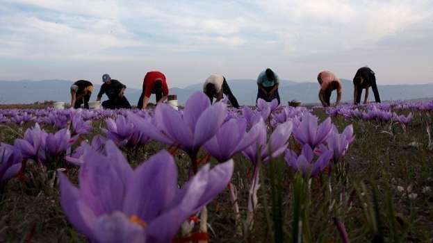&Mu;&epsilon;&iota;&omega;&mu;έ&nu;&eta; &eta; &pi;&alpha;&rho;&alpha;&gamma;&omega;&gamma;ή &Kappa;&rho;ό&kappa;&omicron;&upsilon; &Kappa;&omicron;&zeta;ά&nu;&eta;&sigmaf; &lambda;ό&gamma;&omega; &upsilon;&psi;&eta;&lambda;ώ&nu; &theta;&epsilon;&rho;&mu;&omicron;&kappa;&rho;&alpha;&sigma;&iota;ώ&nu;