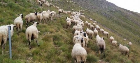 &Pi;&alpha;&rho;ά&sigma;&tau;&alpha;&sigma;&eta; &delta;&iota;&alpha;&mu;&alpha;&rho;&tau;&upsilon;&rho;ί&alpha;&sigmaf; &kappa;&alpha;&tau;&omicron;ί&kappa;&omega;&nu; &tau;&omicron;&upsilon; &delta;ή&mu;&omicron;&upsilon; &Kappa;&iota;&sigma;&sigma;ά&mu;&omicron;&upsilon;, &mu;&epsilon; &alpha;&phi;&omicron;&rho;&mu;ή &tau;&iota;&sigmaf; &alpha;&gamma;&rho;&omicron;&zeta;&eta;&mu;ί&epsilon;&sigmaf; &alpha;&pi;ό &tau;&eta;&nu; &alpha;&nu;&epsilon;&xi;έ&lambda;&epsilon;&gamma;&kappa;&tau;&eta; &beta;ό&sigma;&kappa;&eta;&sigma;&eta;