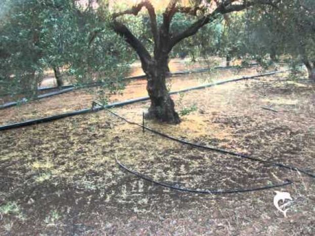 &Mu;&eta;&lambda;&iota;ά, &Alpha;&chi;&lambda;&alpha;&delta;&iota;ά, &Epsilon;&lambda;&iota;ά, &Rho;&omicron;&delta;&alpha;&kappa;&iota;&nu;&iota;ά, &Kappa;&epsilon;&rho;&alpha;&sigma;&iota;ά, &Beta;&epsilon;&rho;&iota;&kappa;&omicron;&kappa;&iota;ά -  &Alpha;&nu;ά&gamma;&kappa;&epsilon;&sigmaf;(έ&delta;&alpha;&phi;&omicron;&sigmaf; - &pi;ό&tau;&iota;&sigma;&mu;&alpha; - &lambda;ί&pi;&alpha;&nu;&sigma;&eta;) &gamma;&iota;&alpha; &tau;&eta;&nu; &kappa;&alpha;&lambda;ή &alpha;&nu;ά&pi;&tau;&upsilon;&xi;&eta; &tau;&omicron;&upsilon;&sigmaf;