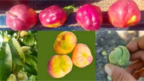 &Epsilon;&nu; &alpha;&nu;&alpha;&mu;&omicron;&nu;ή &Kappa;&Upsilon;&Alpha; &gamma;&iota;&alpha; &alpha;&pi;&omicron;&zeta;&eta;&mu;&iota;ώ&sigma;&epsilon;&iota;&sigmaf; &pi;&alpha;&rho;&alpha;&mu;&omicron;&rho;&phi;&omega;&mu;έ&nu;&omega;&nu; &pi;&upsilon;&rho;&eta;&nu;ό&kappa;&alpha;&rho;&pi;&omega;&nu; - &Pi;ό&tau;&epsilon; &alpha;&nu;&alpha;&mu;έ&nu;&epsilon;&tau;&alpha;&iota; &eta; &pi;&lambda;&eta;&rho;&omega;&mu;ή