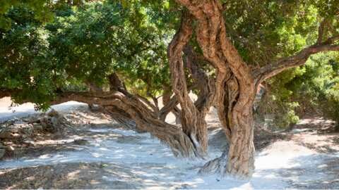 &Chi;ί&omicron;&sigmaf;: &Eta; &sigma;&upsilon;&gamma;&kappa;&omicron;&mu;&iota;&delta;ή &kappa;&alpha;&iota; &eta; &epsilon;&pi;&epsilon;&xi;&epsilon;&rho;&gamma;&alpha;&sigma;ί&alpha; &tau;&eta;&sigmaf; &mu;&alpha;&sigma;&tau;ί&chi;&alpha;&sigmaf;