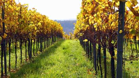 &Epsilon;&kappa;&delta;ή&lambda;&omega;&sigma;&eta; &gamma;&iota;&alpha; &tau;&alpha; 75 &chi;&rho;ό&nu;&iota;&alpha; &tau;&eta;&sigmaf; &Kappa;&Epsilon;&Omicron;&Sigma;&Omicron;&Epsilon;