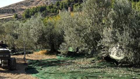 &Nu;ό&tau;&iota;&omicron; &Alpha;&iota;&gamma;&alpha;ί&omicron;: &Sigma;&tau;&alpha; &alpha;&gamma;&rho;&omicron;&kappa;&tau;ή&mu;&alpha;&tau;&alpha; &tau;&omega;&nu; &nu;&eta;&sigma;&iota;ώ&nu; &omicron;&iota; &mu;&alpha;&theta;&eta;&tau;έ&sigmaf;