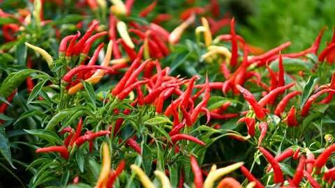 &Tau;&alpha; &epsilon;ί&delta;&eta; &tau;&omega;&nu; &kappa;&alpha;&upsilon;&tau;&epsilon;&rho;ώ&nu; &pi;&iota;&pi;&epsilon;&rho;&iota;ώ&nu; - &Omicron;&phi;έ&lambda;&eta; &kappa;&alpha;&iota; &omicron;&iota; &pi;&alpha;&rho;&epsilon;&nu;έ&rho;&gamma;&epsilon;&iota;&epsilon;&sigmaf;