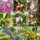 &Phi;&omega;&tau;&omicron;&pi;&alpha;&rho;&omicron;&upsilon;&sigma;ί&alpha;&sigma;&eta; &kappa;ά&pi;&omicron;&iota;&omega;&nu; &epsilon;&kappa; &tau;&omega;&nu; &epsilon;&iota;&delta;ώ&nu; &tau;&omicron;&upsilon; &gamma;έ&nu;&omicron;&upsilon;&sigmaf; Malus, &pi;&omicron;&upsilon; &delta;&iota;&alpha;&tau;&eta;&rho;&omicron;ύ&nu;&tau;&alpha;&iota; &sigma;&tau;&eta;&nu; &Tau;&rho;ά&pi;&epsilon;&zeta;&alpha; &Gamma;&epsilon;&nu;&epsilon;&tau;&iota;&kappa;&omicron;ύ &Upsilon;&lambda;&iota;&kappa;&omicron;ύ &tau;&omicron;&upsilon;  &Tau;.&Phi;.&Omicron;.&Delta;.&Nu;.