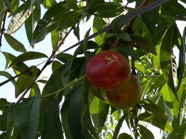 &Omicron;&lambda;&iota;&kappa;ή &kappa;&alpha;&tau;&alpha;&sigma;&tau;&rho;&omicron;&phi;ή &sigma;&epsilon; &kappa;&alpha;&lambda;&lambda;&iota;έ&rho;&gamma;&epsilon;&iota;&epsilon;&sigmaf; &alpha;&pi;ό &tau;&omicron; &chi;&alpha;&lambda;ά&zeta;&iota; &sigma;&tau;&eta;&nu; &Eta;&mu;&alpha;&theta;ί&alpha; (&Beta;ί&nu;&tau;&epsilon;&omicron; &amp; &phi;&omega;&tau;&omicron;&gamma;&rho;&alpha;&phi;&iota;&kappa;ό &upsilon;&lambda;&iota;&kappa;ό)