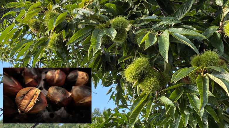 &Pi;&omega;&sigmaf; &nu;&alpha; &alpha;&nu;&tau;&iota;&mu;&epsilon;&tau;&omega;&pi;ί&sigma;&epsilon;&tau;&epsilon; &tau;&iota;&sigmaf; &alpha;&sigma;&theta;έ&nu;&epsilon;&iota;&epsilon;&sigmaf; &sigma;&tau;&eta;&nu; &kappa;&alpha;&lambda;&lambda;&iota;έ&rho;&gamma;&epsilon;&iota;&alpha; &tau;&eta;&sigmaf; &Kappa;&alpha;&sigma;&tau;&alpha;&nu;&iota;ά&sigmaf;