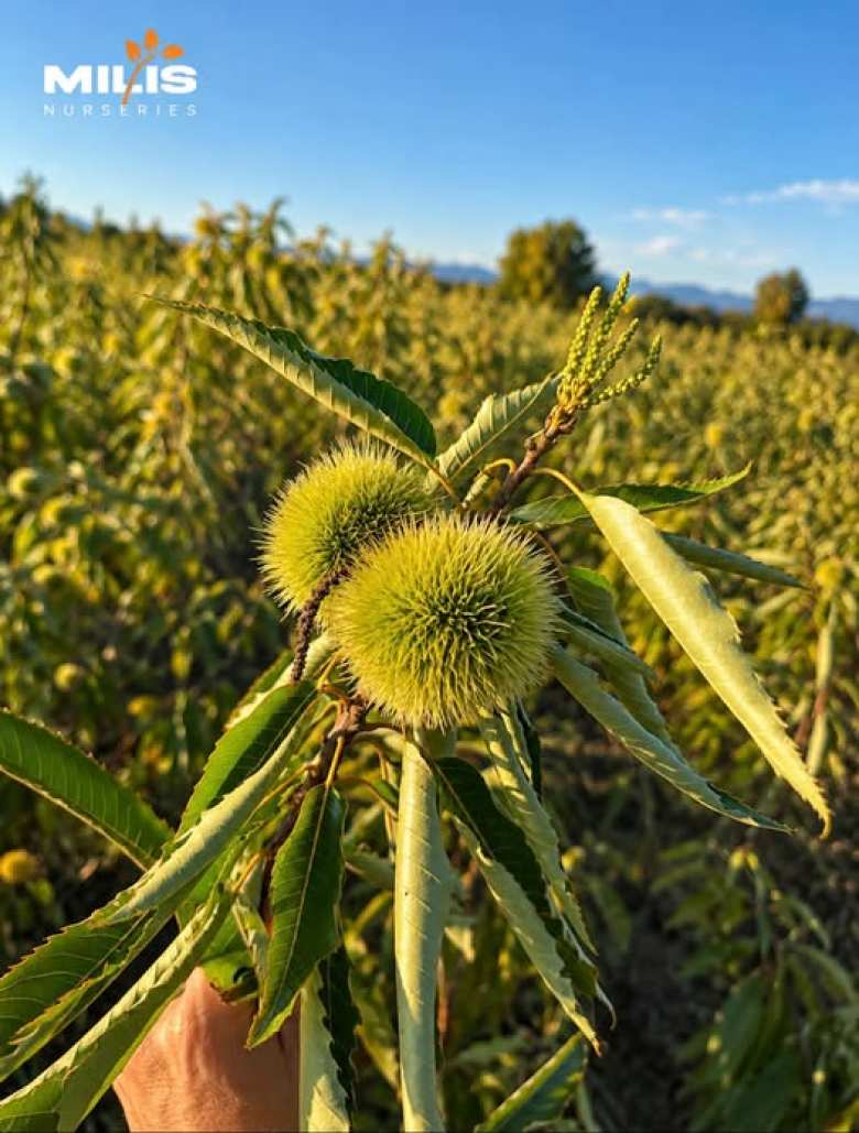 &Kappa;&Alpha;&Sigma;&Tau;&Alpha;&Nu;&Iota;&Alpha; Castanea sativa