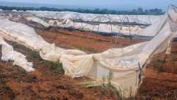 &Eta;&lambda;&epsilon;ί&alpha;: &Eta; &kappa;&alpha;&kappa;&omicron;&kappa;&alpha;&iota;&rho;ί&alpha; &pi;&rho;&omicron;&kappa;ά&lambda;&epsilon;&sigma;&epsilon; &zeta;&eta;&mu;&iota;έ&sigmaf; &sigma;&epsilon; &theta;&epsilon;&rho;&mu;&omicron;&kappa;ή&pi;&iota;&alpha; &kappa;&alpha;&iota; &omicron;&delta;&iota;&kappa;ό &delta;ί&kappa;&tau;&upsilon;&omicron;