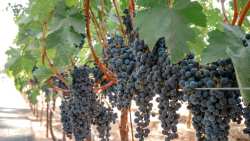 27 &Omicron;&iota;&nu;&omicron;&pi;&omicron;&iota;&eta;&tau;&iota;&kappa;&omicron;ί &Sigma;&upsilon;&nu;&epsilon;&tau;&alpha;&iota;&rho;&iota;&sigma;&mu;&omicron;ί &tau;&eta;&sigmaf; &Kappa;&Epsilon;&Omicron;&Sigma;&Omicron;&Epsilon; &zeta;&eta;&tau;&omicron;ύ&nu; &tau;&eta;&nu; έ&nu;&tau;&alpha;&xi;&eta; ό&lambda;&omega;&nu; &tau;&omega;&nu; &alpha;&mu;&pi;&epsilon;&lambda;&omicron;&upsilon;&rho;&gamma;ώ&nu; &tau;&eta;&sigmaf; &chi;ώ&rho;&alpha;&sigmaf; &sigma;&tau;&omicron; &Mu;έ&tau;&rho;&omicron; 23 &tau;&omicron;&upsilon; &Pi;&Alpha;&Alpha;