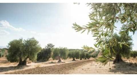 &Gamma;&epsilon;&omega;&rho;&gamma;&iota;&kappa;έ&sigmaf; &pi;&rho;&omicron;&epsilon;&iota;&delta;&omicron;&pi;&omicron;&iota;ή&sigma;&epsilon;&iota;&sigmaf; &gamma;&iota;&alpha; &tau;&eta;&nu; &epsilon;&lambda;&iota;ά