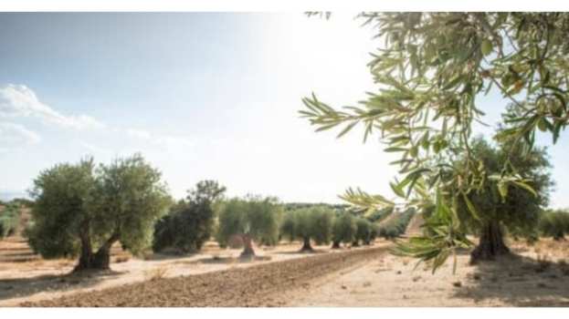 &Gamma;&epsilon;&omega;&rho;&gamma;&iota;&kappa;έ&sigmaf; &pi;&rho;&omicron;&epsilon;&iota;&delta;&omicron;&pi;&omicron;&iota;ή&sigma;&epsilon;&iota;&sigmaf; &gamma;&iota;&alpha; &tau;&eta;&nu; &epsilon;&lambda;&iota;ά