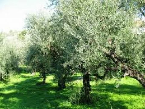 &Alpha;&nu;&alpha;&kappa;&omicron;ί&nu;&omega;&sigma;&eta; έ&nu;&alpha;&rho;&xi;&eta;&sigmaf; 3&omicron;&upsilon; &gamma;&epsilon;&nu;&iota;&kappa;&omicron;ύ &delta;&omicron;&lambda;&omega;&mu;&alpha;&tau;&iota;&kappa;&omicron;ύ &psi;&epsilon;&kappa;&alpha;&sigma;&mu;&omicron;ύ &delta;&alpha;&kappa;&omicron;&kappa;&tau;&omicron;&nu;ί&alpha;&sigmaf; &Delta;ή&mu;&omicron;&upsilon; &Sigma;&eta;&tau;&epsilon;ί&alpha;&sigmaf;