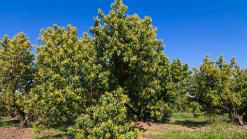 &Omicron;&pi;&omega;&rho;&omicron;&phi;ό&rho;&alpha; &delta;έ&nu;&tau;&rho;&alpha;: &Pi;&omicron;&iota;&epsilon;&sigmaf; &epsilon;&nu;&alpha;&lambda;&lambda;&alpha;&kappa;&tau;&iota;&kappa;έ&sigmaf; &kappa;&alpha;&lambda;&lambda;&iota;έ&rho;&gamma;&epsilon;&iota;&epsilon;&sigmaf; &mu;&pi;&omicron;&rho;&omicron;ύ&mu;&epsilon; &nu;&alpha; &epsilon;&pi;&iota;&lambda;έ&xi;&omicron;&upsilon;&mu;&epsilon; &alpha;&nu;ά&lambda;&omicron;&gamma;&alpha; &tau;&eta;&nu; &pi;&epsilon;&rho;&iota;&omicron;&chi;ή
