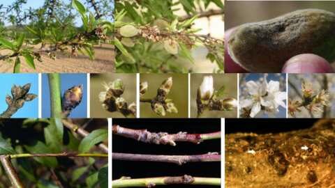 &Gamma;&epsilon;&omega;&rho;&gamma;&iota;&kappa;έ&sigmaf; &pi;&rho;&omicron;&epsilon;&iota;&delta;&omicron;&pi;&omicron;&iota;ή&sigma;&epsilon;&iota;&sigmaf; &gamma;&iota;&alpha; &tau;&eta;&nu; &Alpha;&mu;&upsilon;&gamma;&delta;&alpha;&lambda;&iota;ά