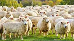 &Kappa;&omicron;&rho;&iota;&nu;&theta;ί&alpha;: &Epsilon;&sigma;&tau;ί&alpha; &epsilon;&upsilon;&lambda;&omicron;&gamma;&iota;ά&sigmaf; &sigma;&epsilon; &alpha;&iota;&gamma;&omicron;&pi;&rho;ό&beta;&alpha;&tau;&alpha; &sigma;&tau;&eta; &Sigma;&tau;&upsilon;&mu;&phi;&alpha;&lambda;ί&alpha;