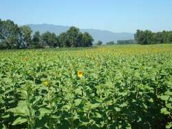 &Pi;&alpha;&rho;&alpha;&gamma;&omega;&gamma;&omicron;ί &epsilon;&lambda;&lambda;&eta;&nu;&iota;&kappa;&omicron;ύ &eta;&lambda;ί&alpha;&nu;&theta;&omicron;&upsilon; : &Delta;έ&chi;&omicron;&nu;&tau;&alpha;&iota; &kappa;&rho;&omicron;ύ&sigma;&epsilon;&iota;&sigmaf; &alpha;&pi;ό &Beta;&omicron;ύ&lambda;&gamma;&alpha;&rho;&omicron;&upsilon;&sigmaf; &mu;&epsilon;&tau;&alpha;&pi;&omicron;&iota;&eta;&tau;έ&sigmaf; &kappa;&alpha;&iota; &mu;&epsilon;&sigma;ά&zeta;&omicron;&nu;&tau;&epsilon;&sigmaf;