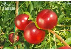 GEA &eta; &pi;&omicron;&iota;&kappa;&iota;&lambda;ί&alpha; &nu;&epsilon;&kappa;&tau;&alpha;&rho;&iota;&nu;&iota;&omicron;ύ &pi;&omicron;&upsilon; &xi;&epsilon;&chi;&omega;&rho;ί&zeta;&epsilon;&iota; - &Alpha;&pi;&omicron;&kappa;&lambda;&epsilon;&iota;&sigma;&tau;&iota;&kappa;ή &delta;&iota;ά&theta;&epsilon;&sigma;&eta; &sigma;&tau;&eta;&nu; &Epsilon;&lambda;&lambda;ά&delta;&alpha; &alpha;&pi;ό &tau;&eta;&nu; Milis plant nurseries - &Phi;&upsilon;&tau;ώ&rho;&iota;&alpha; &Mu;ί&lambda;&eta;&sigmaf;