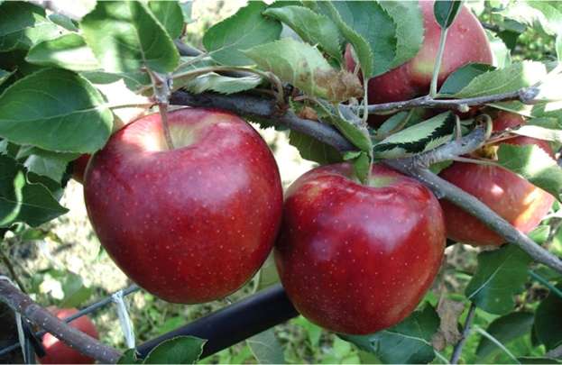 &Sigma;&tau;. &Alpha;&rho;&alpha;&chi;&omega;&beta;ί&tau;&eta;&sigmaf;-&Omicron;&lambda;. &Tau;&epsilon;&lambda;&iota;&gamma;&iota;&omicron;&rho;ί&delta;&omicron;&upsilon;: &laquo;&Mu;ή&lambda;&alpha;: &Eta; &alpha;&delta;&iota;&alpha;&phi;&omicron;&rho;ί&alpha; &kappa;&alpha;&iota; &eta; &alpha;&nu;&epsilon;&pi;ά&rho;&kappa;&epsilon;&iota;&alpha; &tau;&eta;&sigmaf; &sigma;&eta;&mu;&epsilon;&rho;&iota;&nu;ή&sigmaf; &Kappa;&upsilon;&beta;έ&rho;&nu;&eta;&sigma;&eta;&sigmaf; &omicron;&delta;&eta;&gamma;&omicron;ύ&nu; &sigma;&epsilon; &ldquo;&beta;&alpha;&tau;&epsilon;&rho;&lambda;ώ&rdquo; &tau;&iota;&sigmaf; &epsilon;&xi;&alpha;&gamma;&omega;&gamma;έ&sigmaf;&raquo;