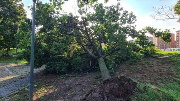&Omicron;&iota; &theta;&upsilon;&epsilon;&lambda;&lambda;ώ&delta;&epsilon;&iota;&sigmaf; ά&nu;&epsilon;&mu;&omicron;&iota; &pi;&rho;&omicron;&kappa;ά&lambda;&epsilon;&sigma;&alpha;&nu; &pi;&tau;ώ&sigma;&epsilon;&iota;&sigmaf; &delta;έ&nu;&tau;&rho;&omega;&nu; &sigma;&tau;&eta; &Theta;&epsilon;&sigma;&sigma;&alpha;&lambda;&omicron;&nu;ί&kappa;&eta;